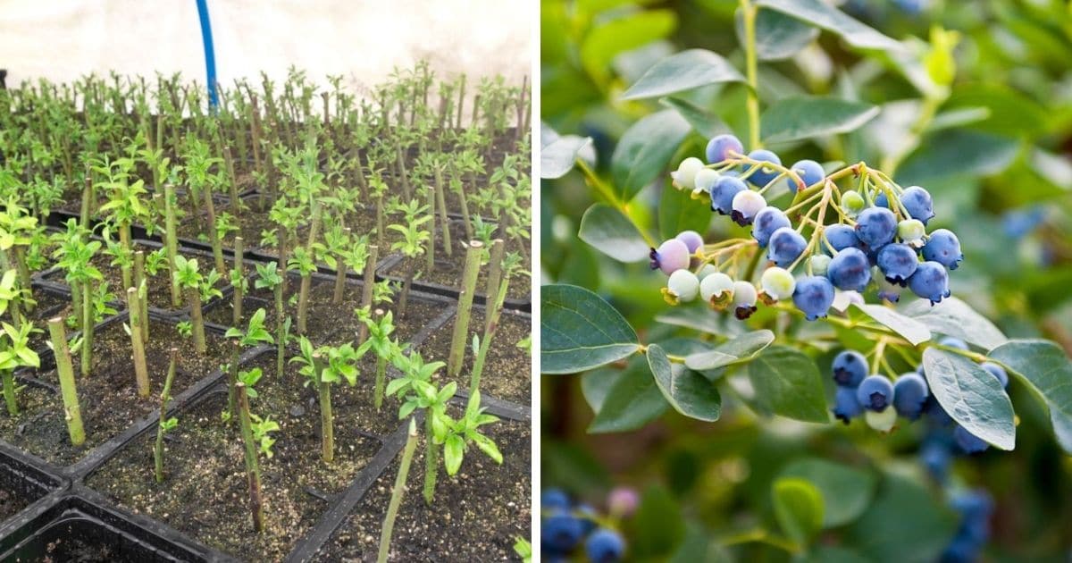 How to Use Blueberry Bush Propagation for Year-Round Berries