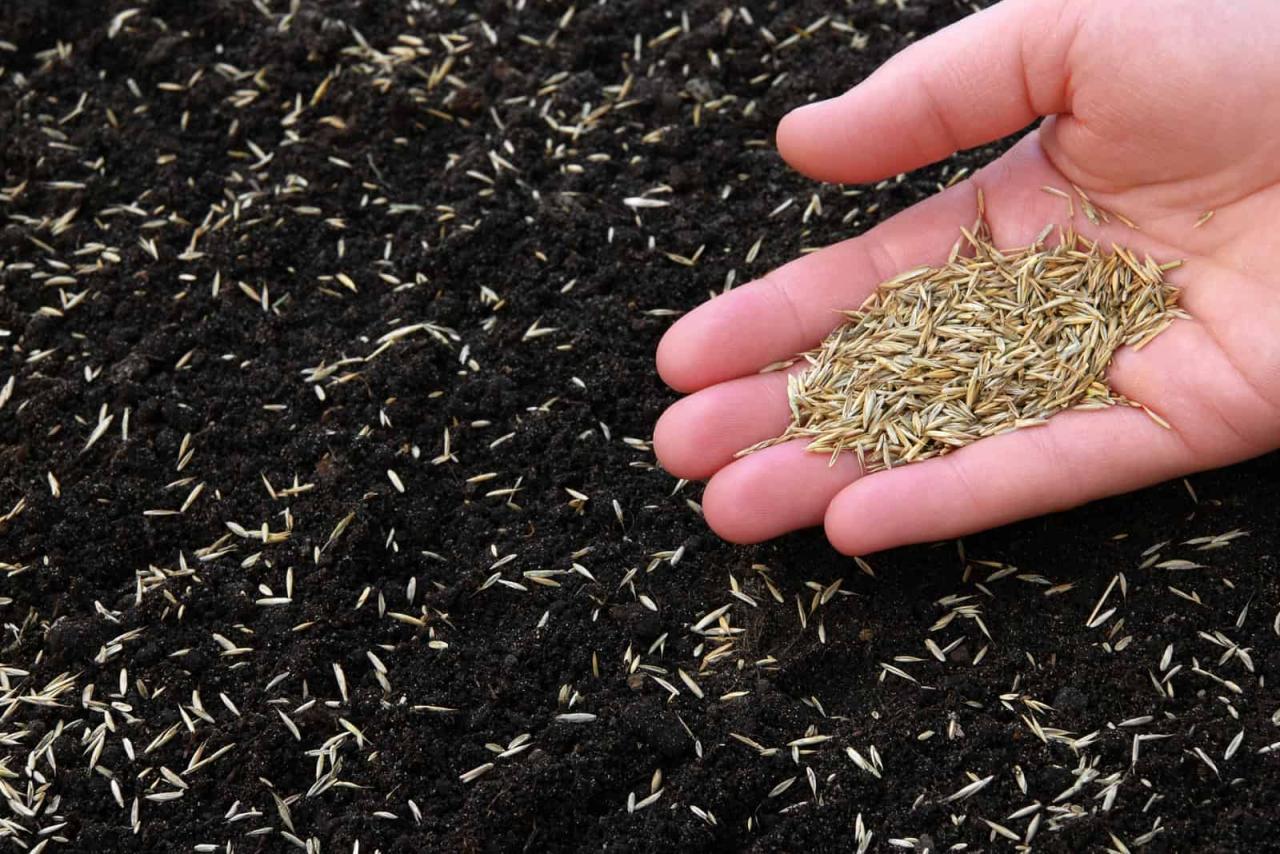 The Best Timing for Grass Seed Sowing: How to Achieve a Lush and Healthy Lawn