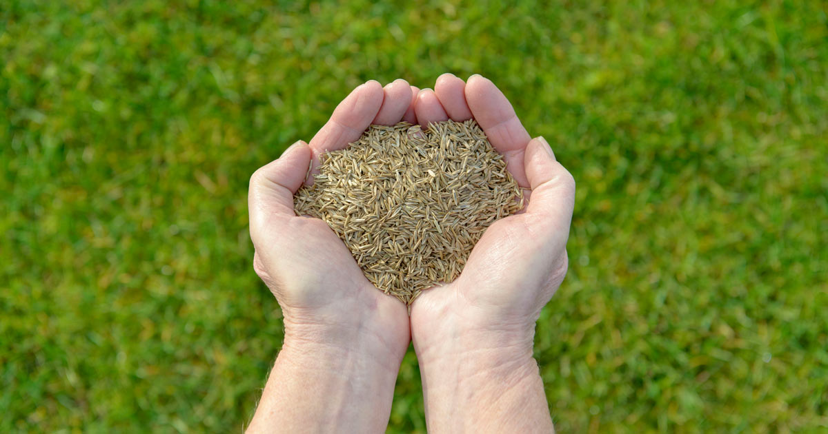 Avoid These Mistakes! The Best Time to Sow Grass Seed in the UK