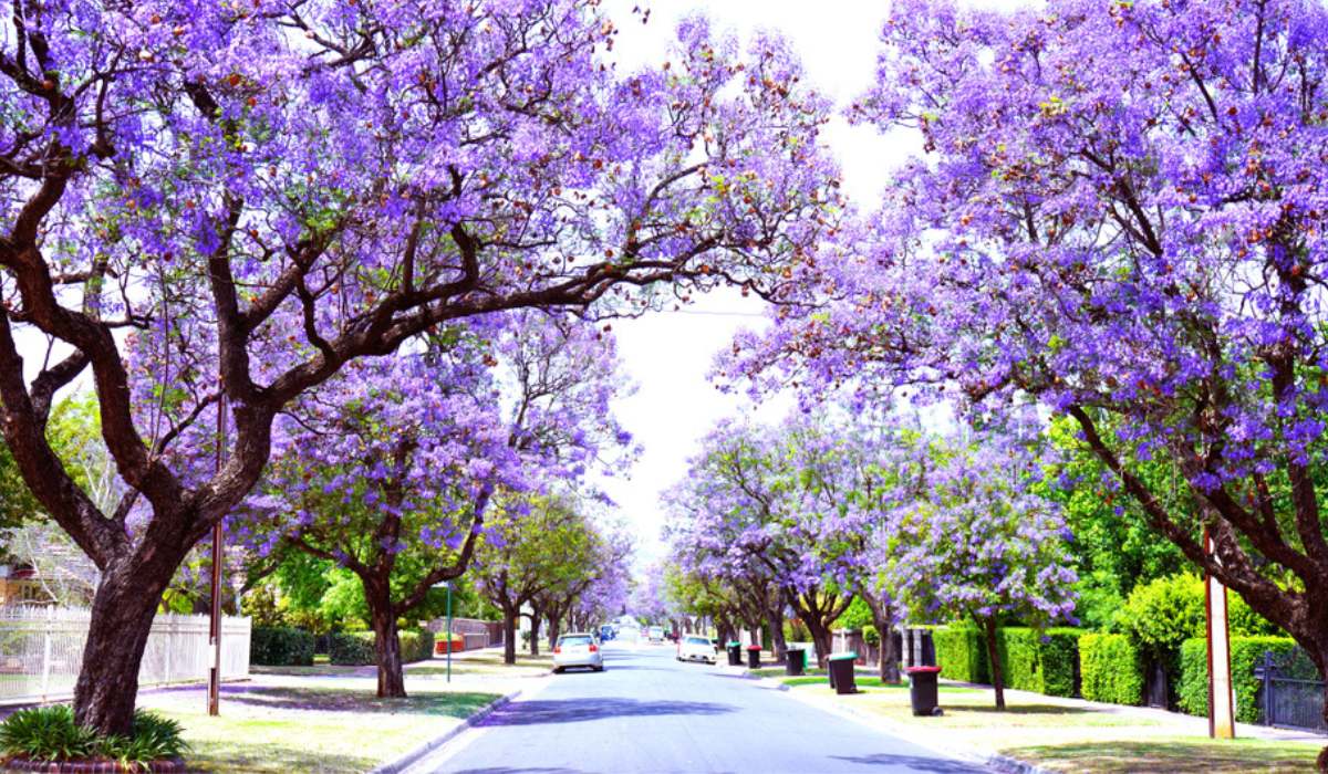 How to Achieve a Beautiful Garden Feature with Jacaranda Tree: Essential Tips and Techniques