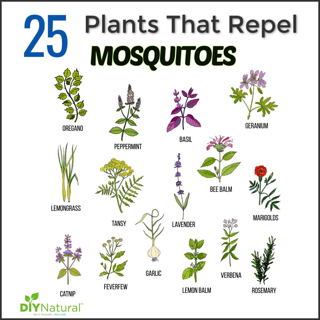 How to Cultivate and Use Citronella Plant for Natural Mosquito Repellent