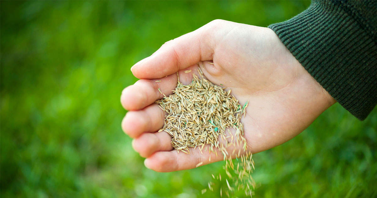 Avoid These Mistakes! The Best Time to Sow Grass Seed in the UK