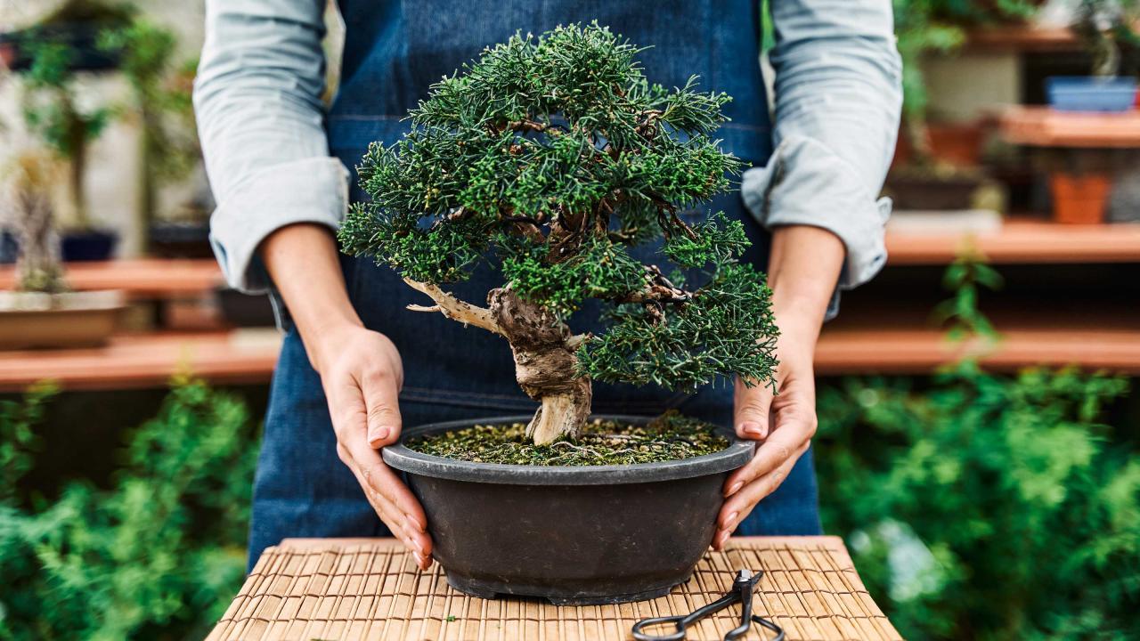 Essential Care Tips For A Thriving Bonsai Tree