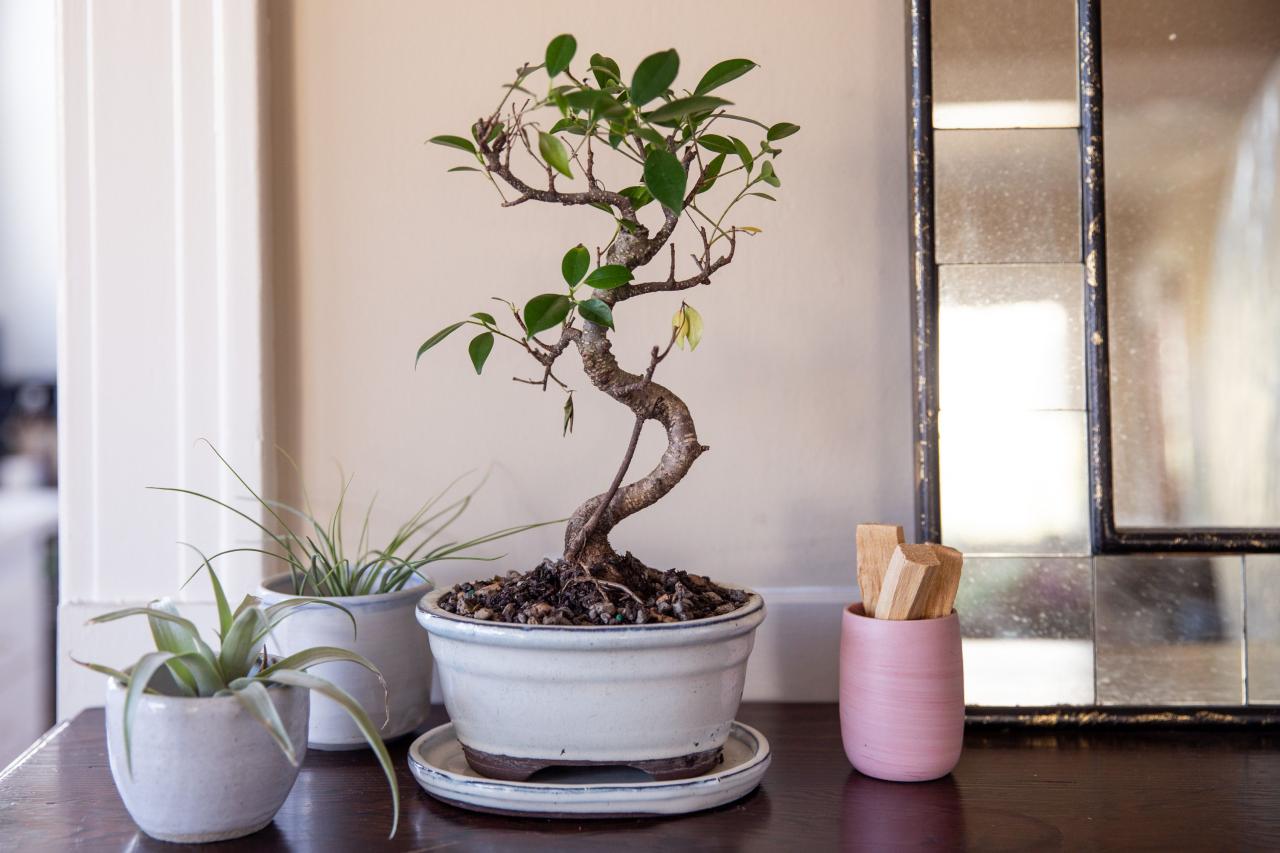 Essential Care Tips For A Thriving Bonsai Tree