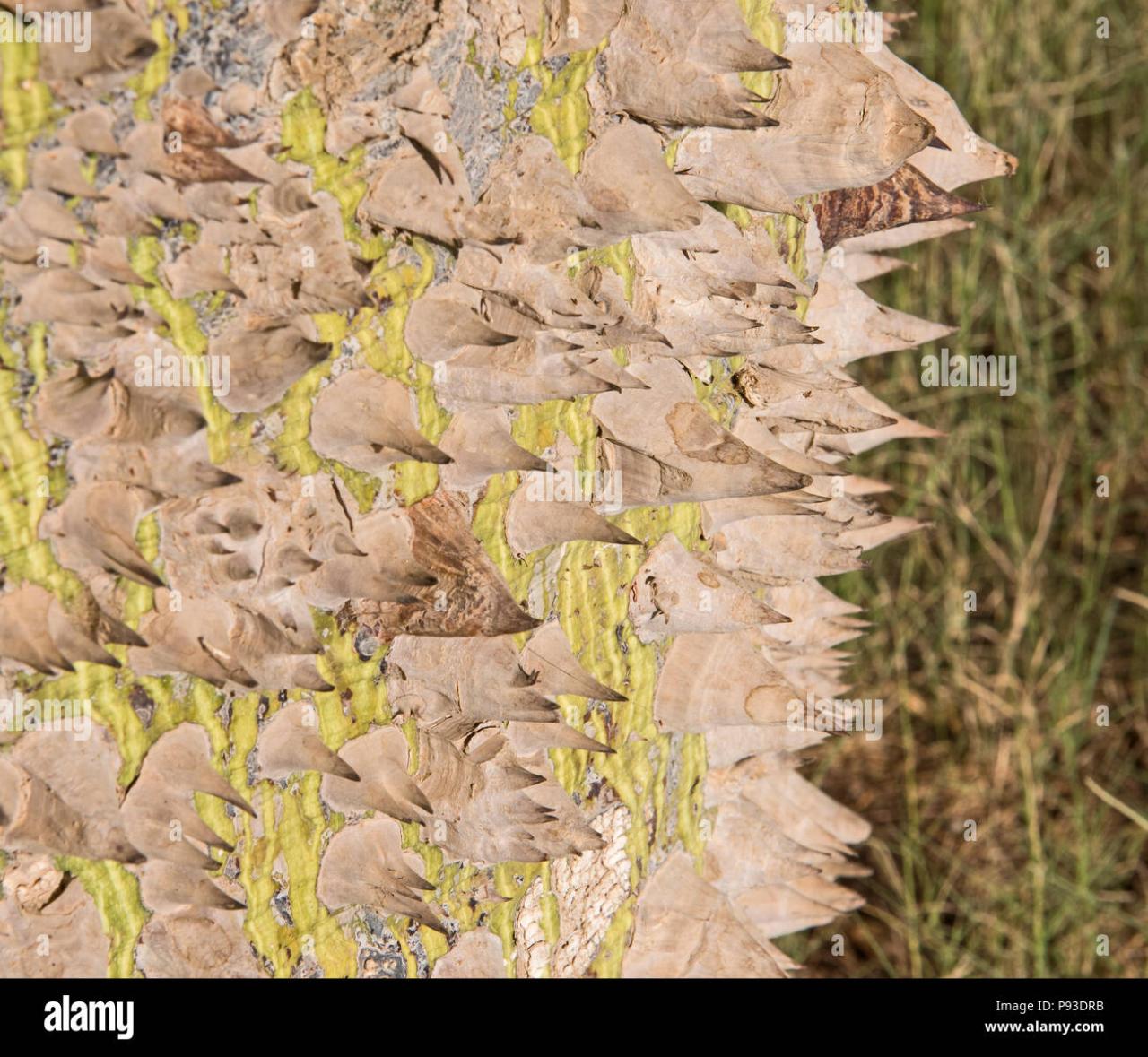 Spiky Seeds: How They Protect Plants and Ensure Survival