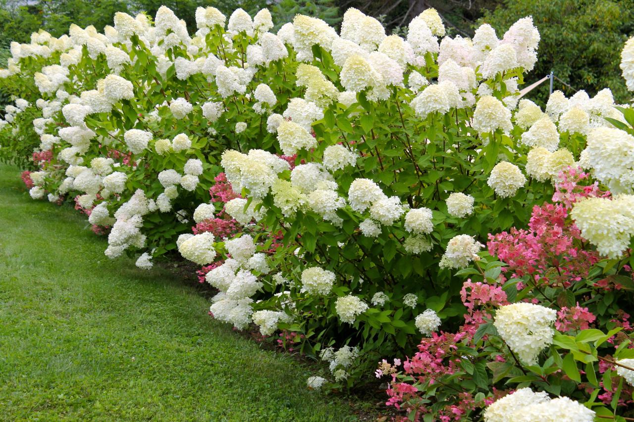 Mixing Colors: How to Pair Hydrangeas With Vibrant Companion Plants