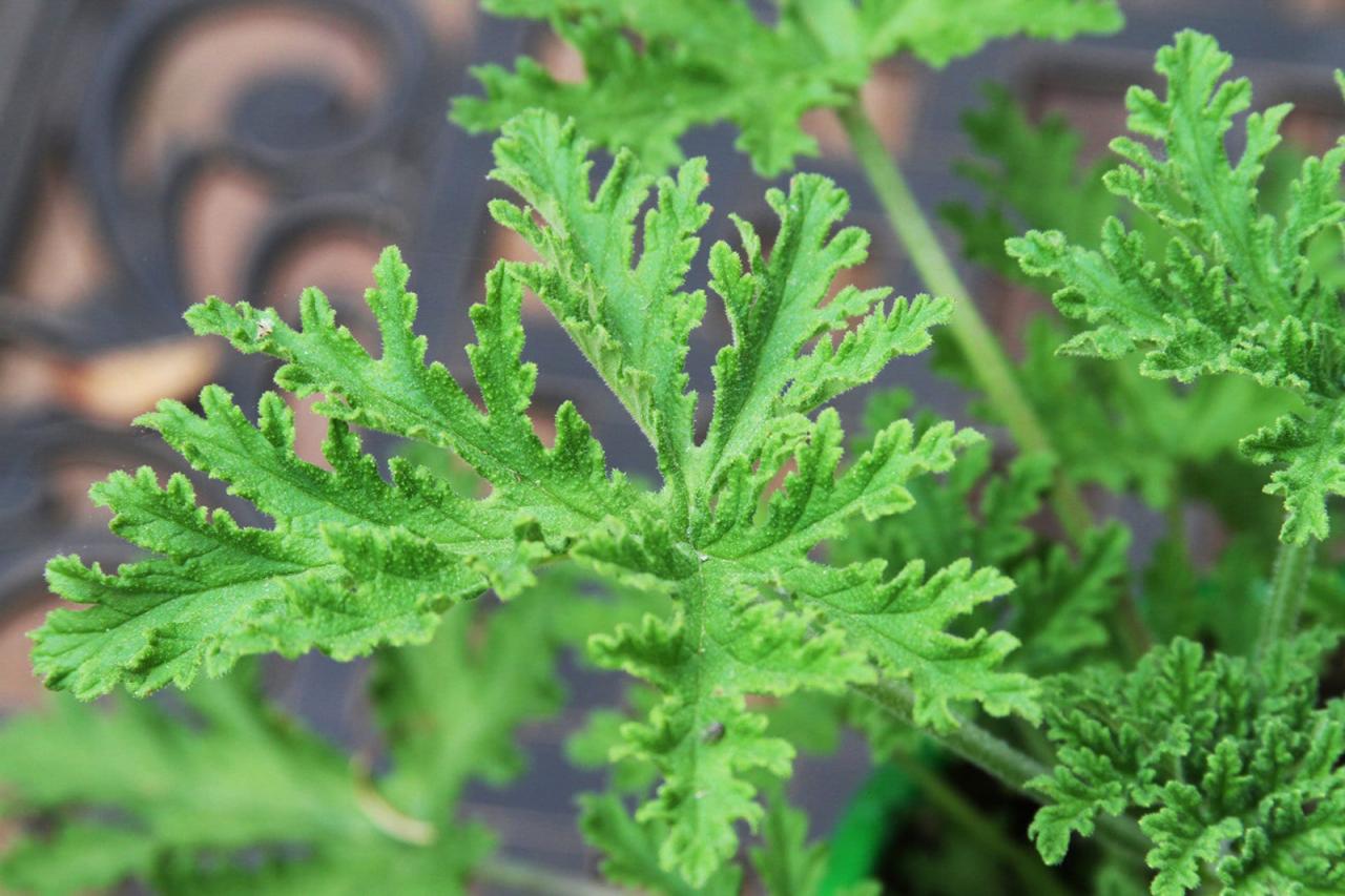 How to Cultivate and Use Citronella Plant for Natural Mosquito Repellent