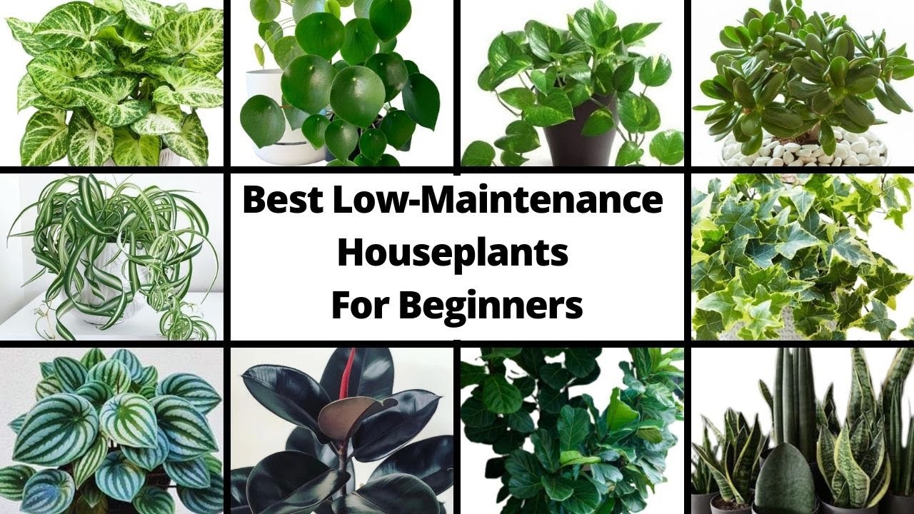 Beginner Houseplants for a No-Fuss Indoor Garden