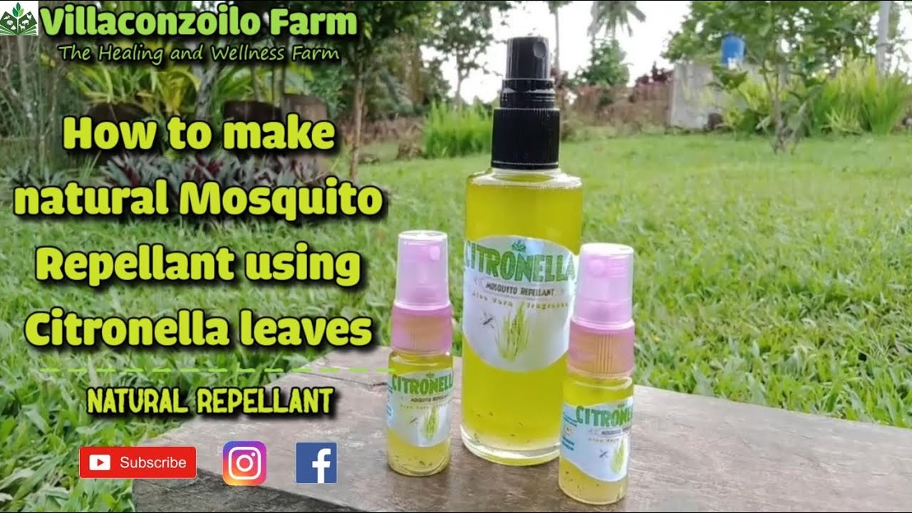 Citronella plants plant grass choose board mosquito garden saved