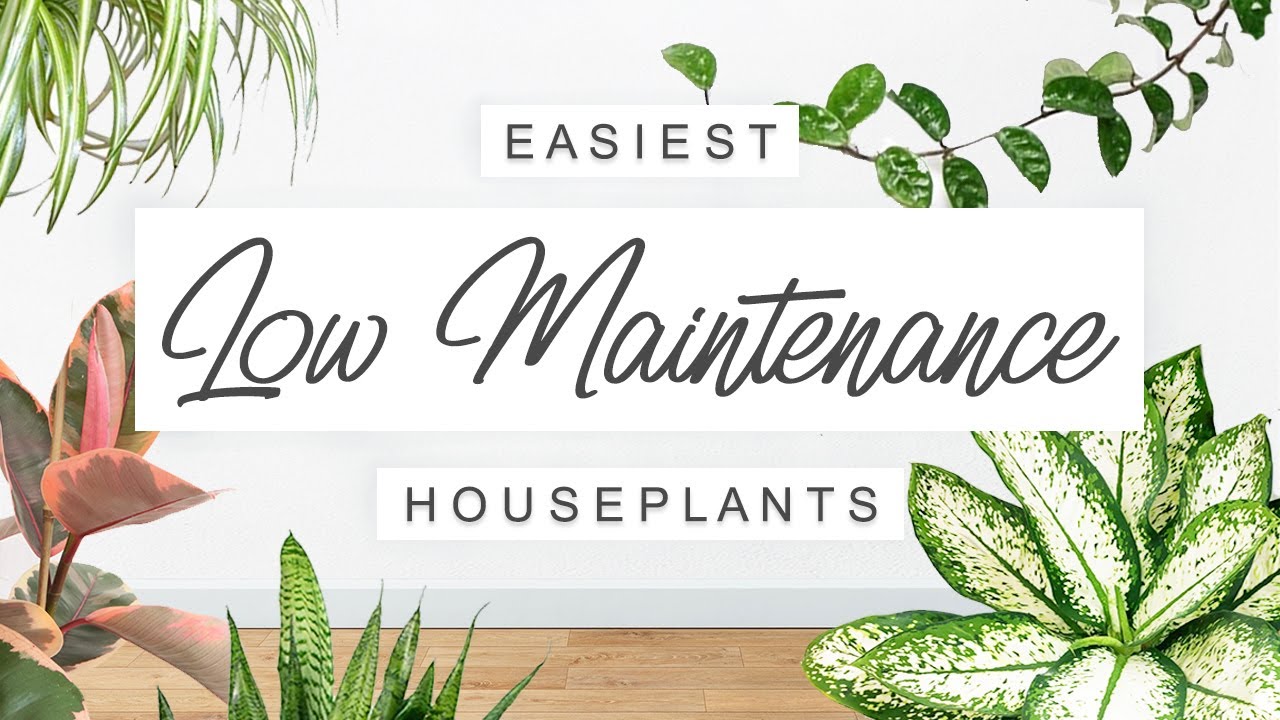 Beginner Houseplants for a No-Fuss Indoor Garden