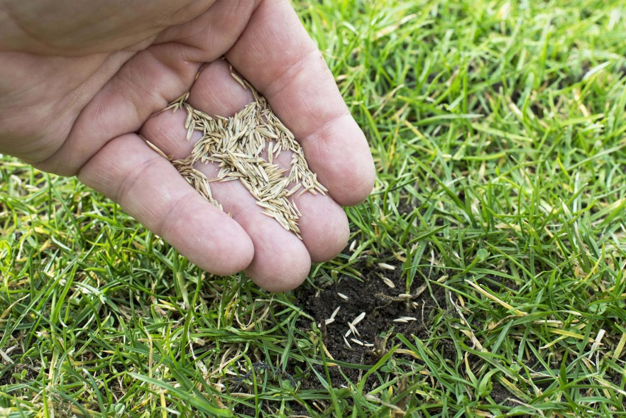 The Best Timing for Grass Seed Sowing: How to Achieve a Lush and Healthy Lawn